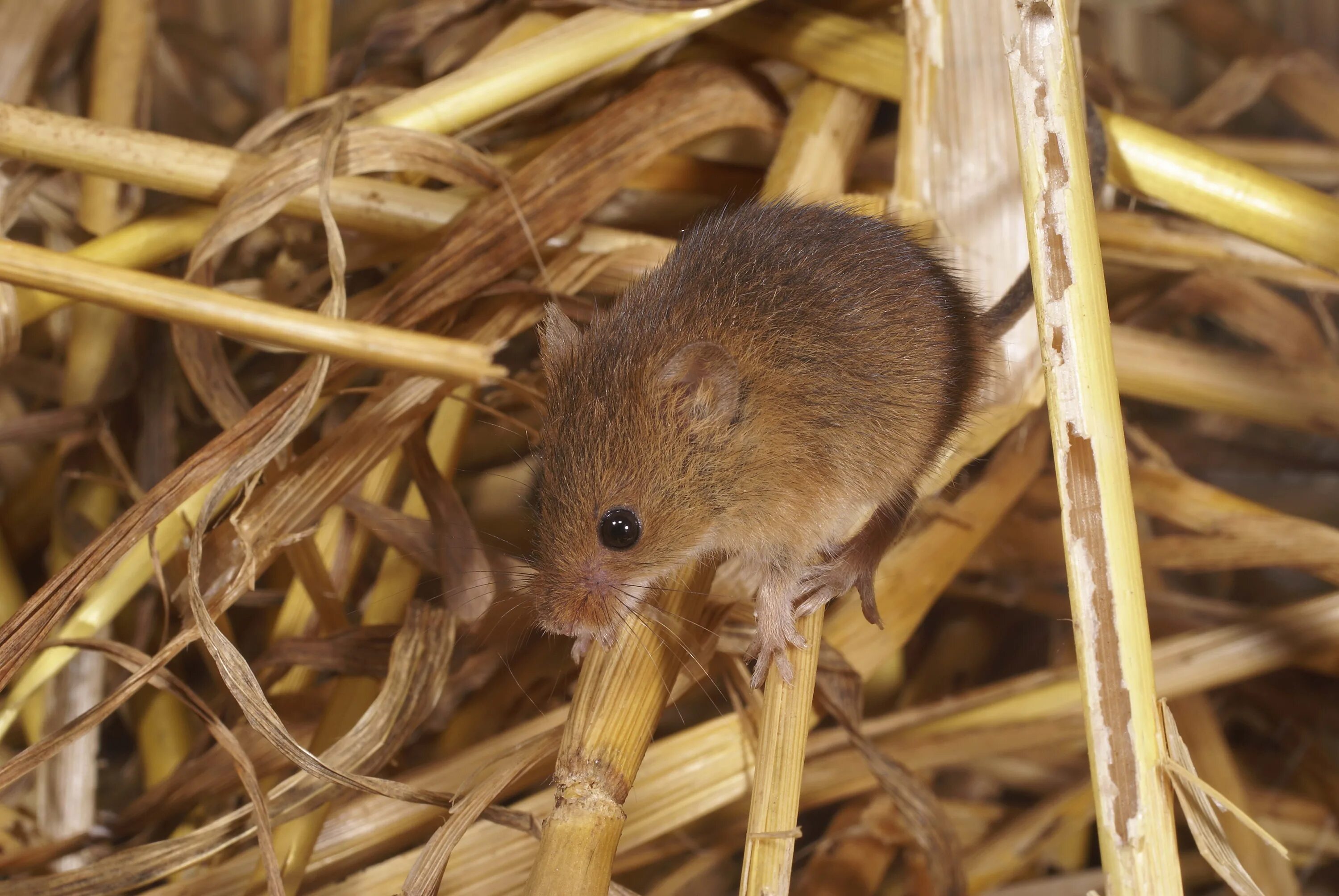 Какие насекомые млекопитающие. Гнездо мыши малютки. Полевая мышь Apodemus agrarius. Мышь Малютка ареал. Эворонская полевка.