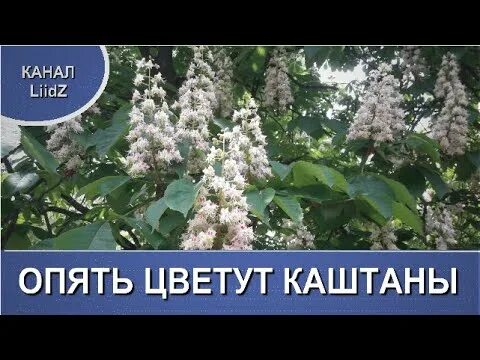 Песня и снова расцветет и снова. Снова цветут каштаны. Киев каштаны цветут. Снова цветут каштаны Ноты. Песня снова цветут каштаны.