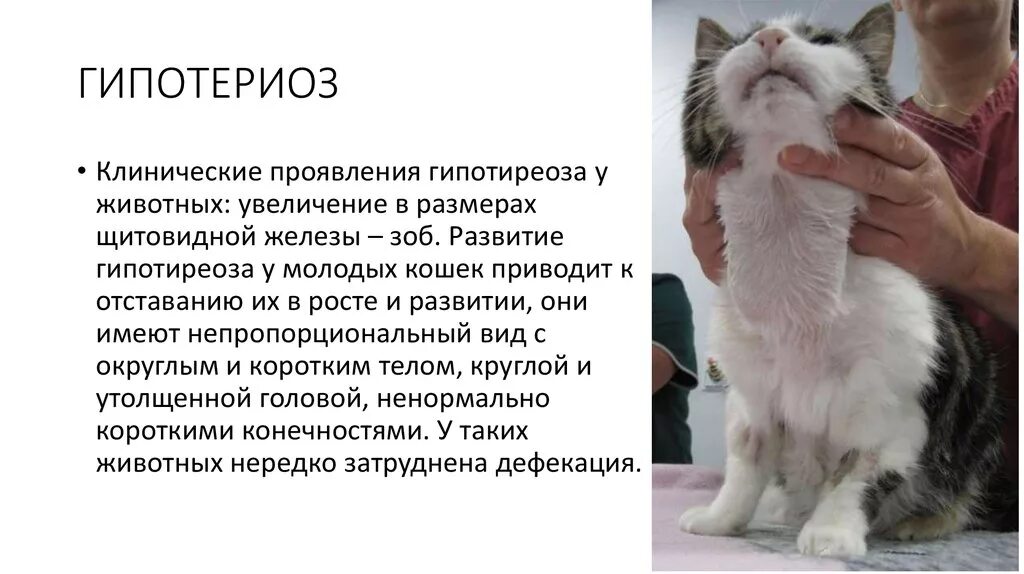 Гипотиреоз у кошек симптомы и лечение фото