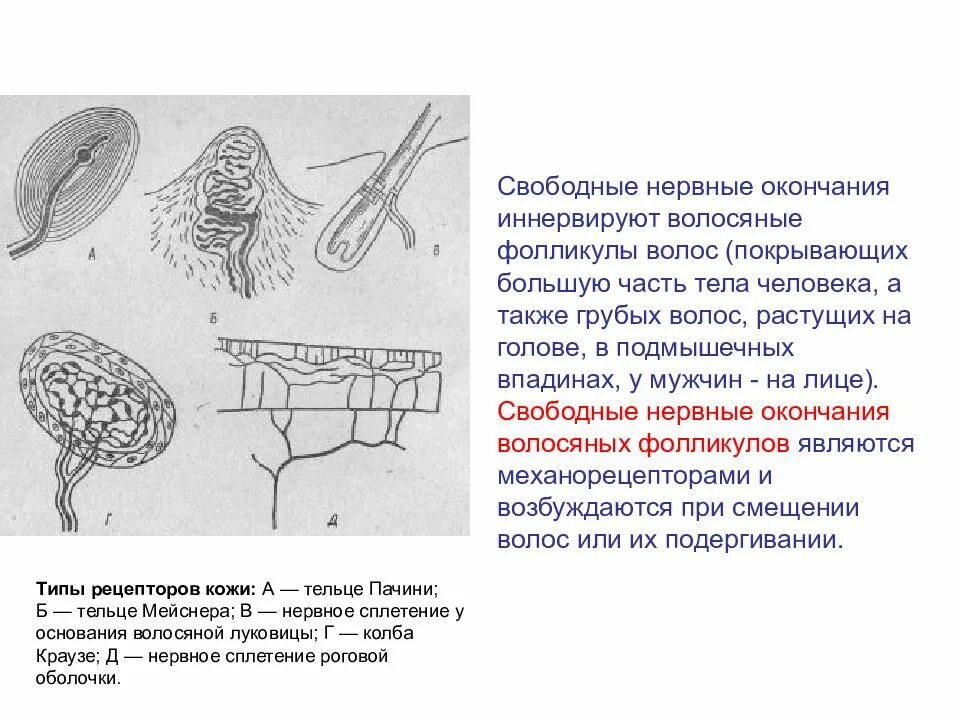 Свободные нервные окончания. Свободные неинкапсулированные нервные окончания. Свободные нервные окончания волосяных фолликулов. Свободные нервные окончания схема.