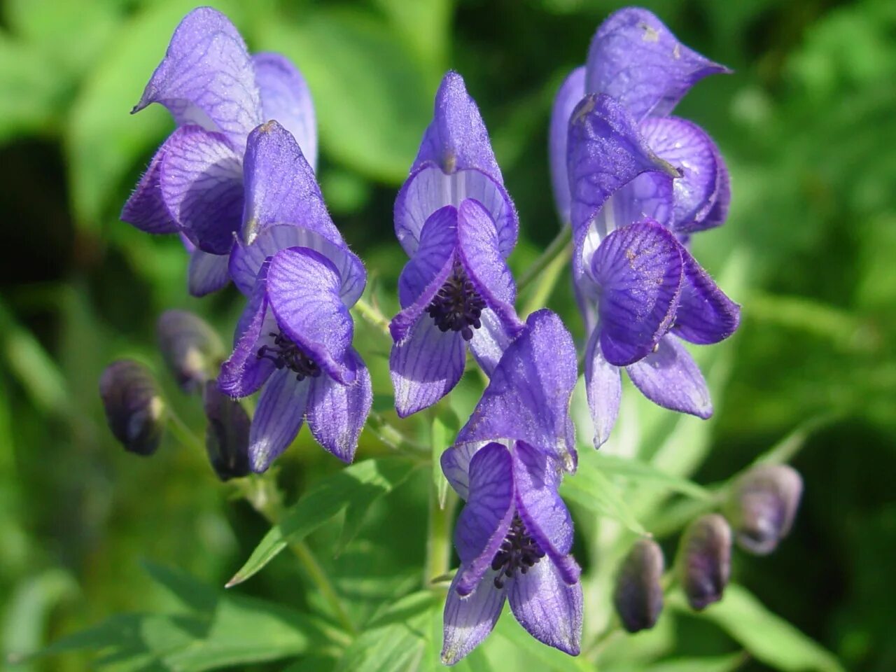 Ядовитый цветок герцогской семьи. Аконит клобучковый Aconitum napellus. Аконит, борец клобучковый – Aconitum napellus. Аконит (борец, голубой Лютик). Аконит Кармихеля.