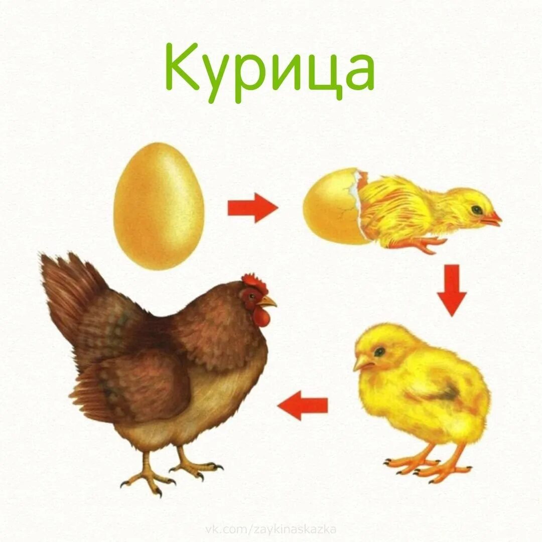 Этапы развития птиц. Сначала яйцо потом цыпленок. Цепочки развития животных и растений для дошкольников. Стадии развития птиц.