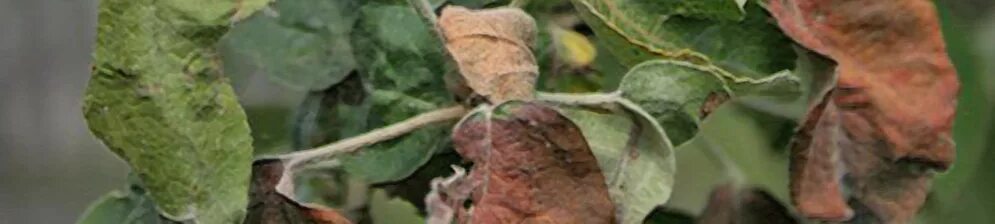 How to Control Apple Black Rot and Frogeye Leaf Spot