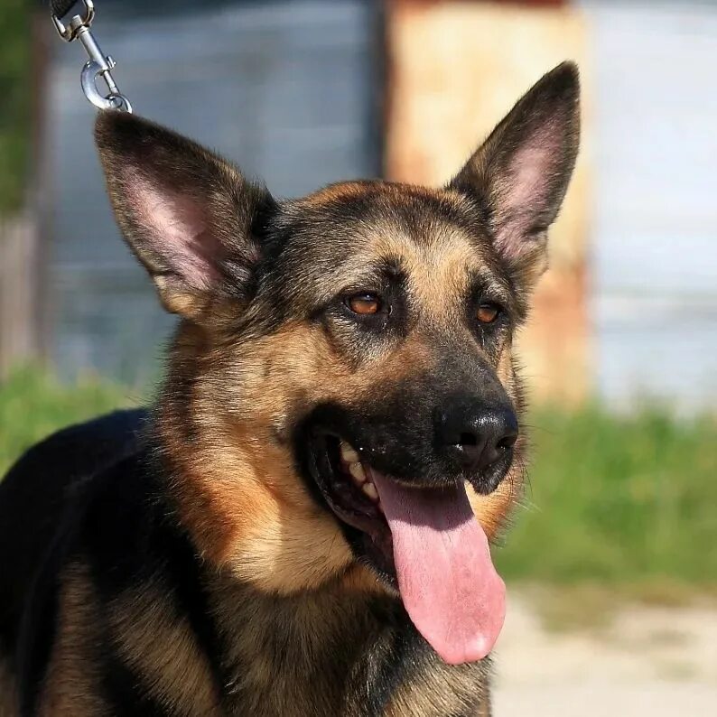 овчаркоманда спб