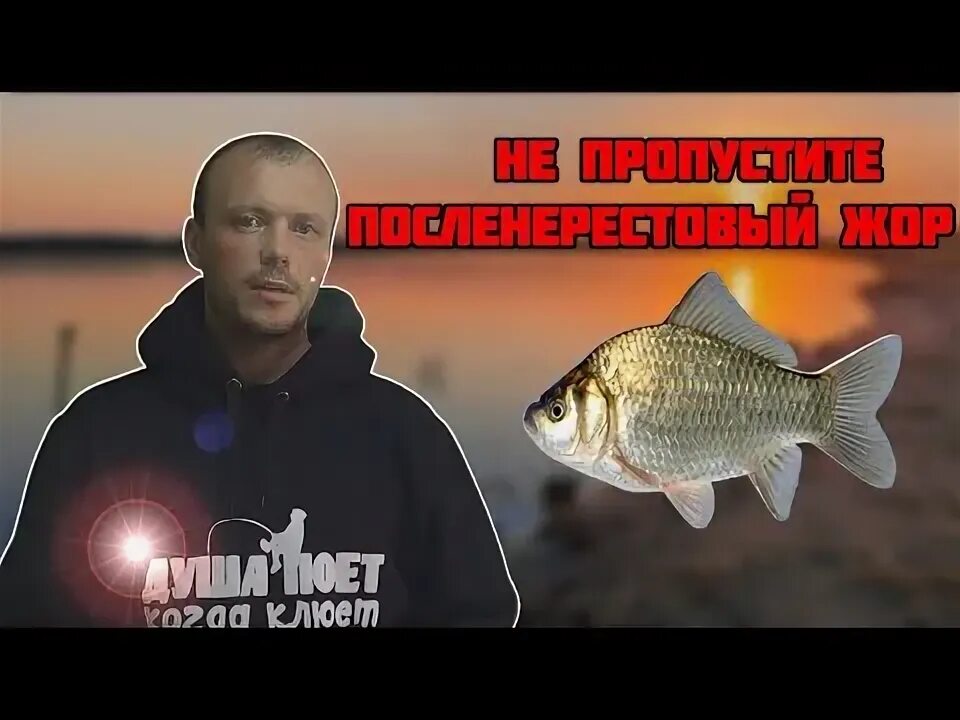 Икромет у карася весной. Жора карась. Карасич. Когда жор карася. Жора карась.