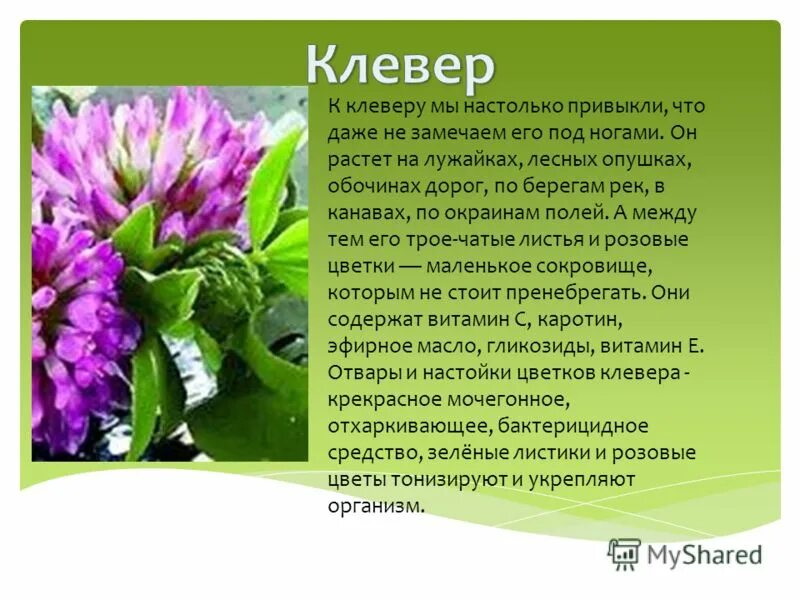 Клевер Луговой растение. Клевер Луговой 3 класс. Клевер описание кратко. Клевер Луговой 2 класс окружающий мир.