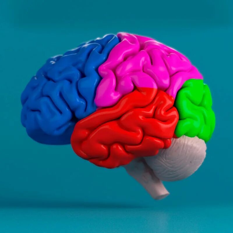 Brain model. Макет головного мозга. Мозг человека муляж. Макет мозга человека.