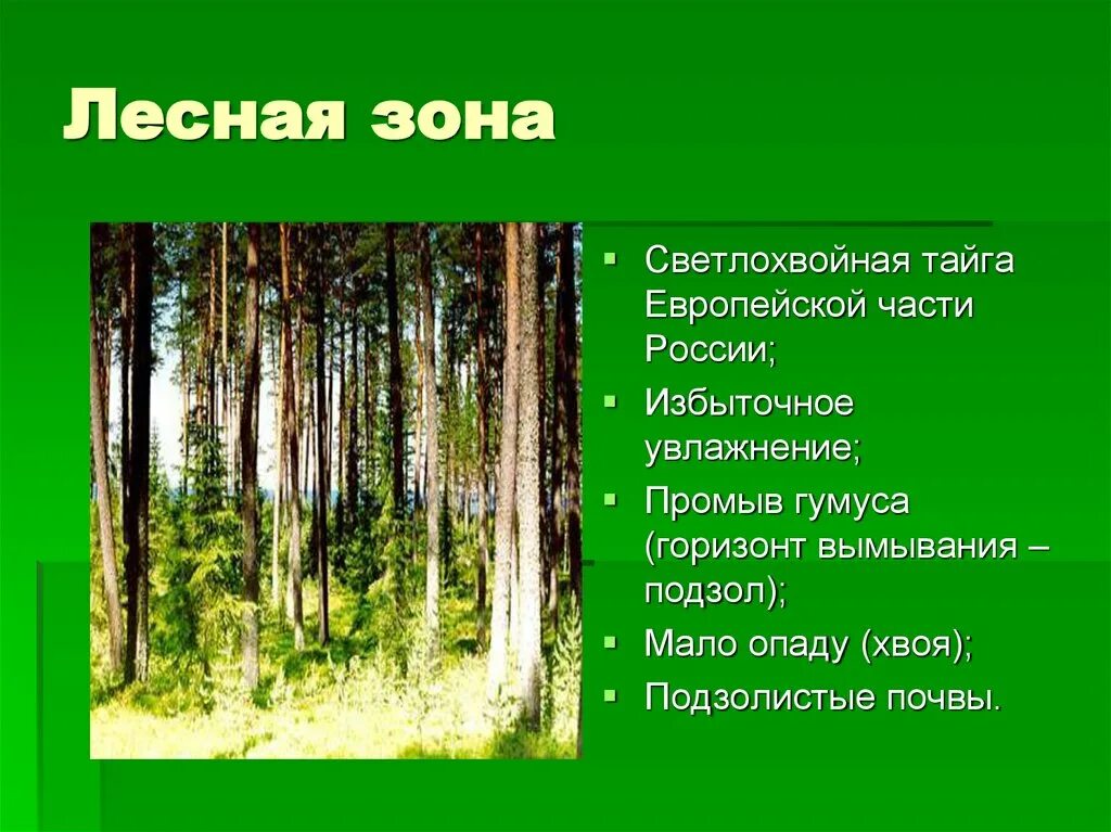 Почвы зоны смешанных лесов в россии. Почва светлохвойной тайги в России. Почвы Лесной зоны. Почва в зоне лесов. Лесная зона.