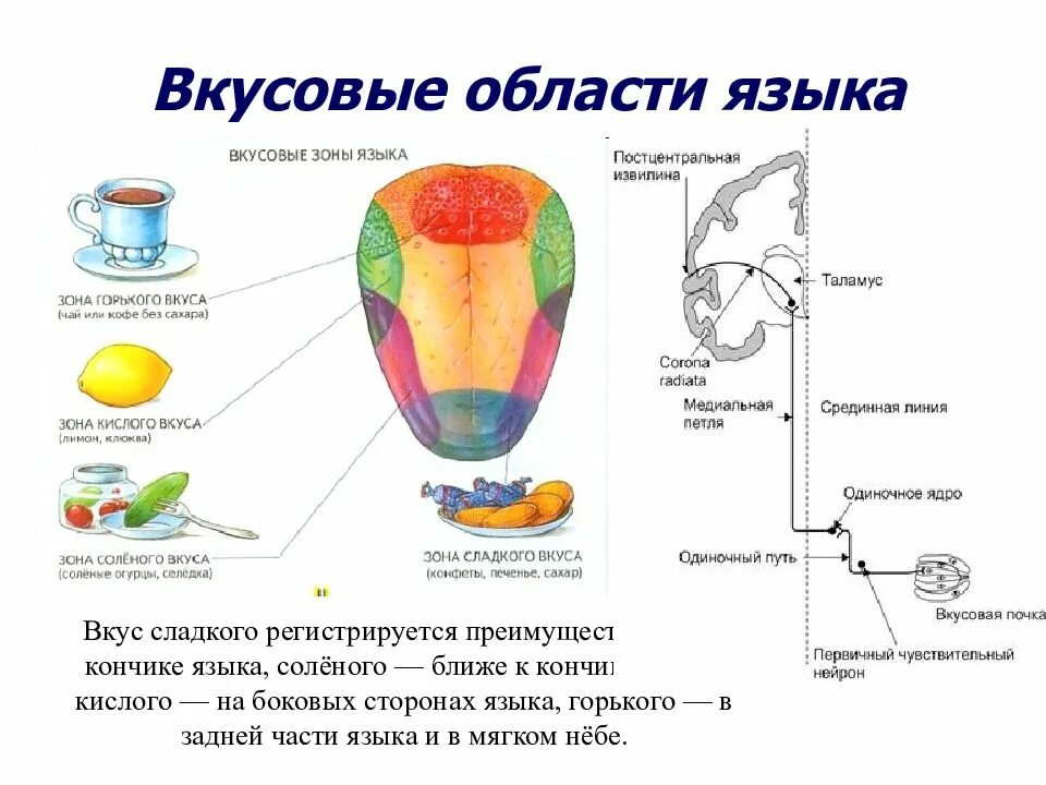 Схема анализатора вкусового анализатора. Вкусовой анализатор схема. Вкусовой анализатор физиология. Строение вкусового анализатора схема.