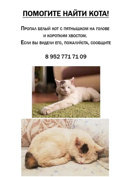 Как найти сбежавшую кошку. Найти сбежавшего кота.