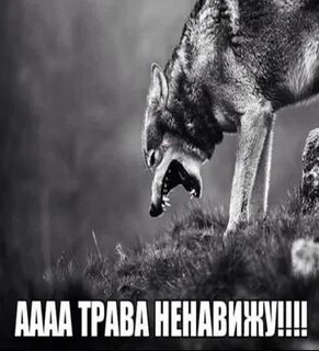 Крикни волк
