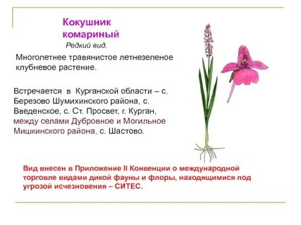 Книга курганская область