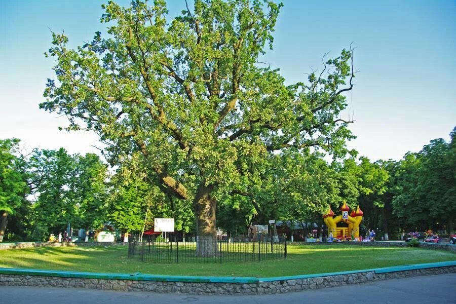 Дубы городского парка