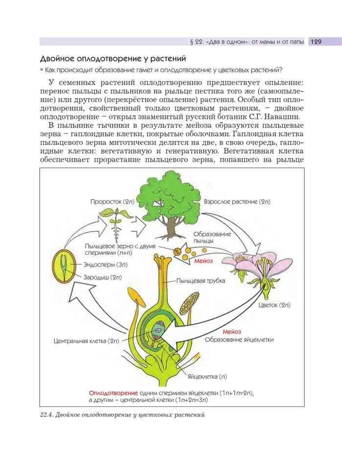 В результате двойного оплодотворения цветкового растения образуются. Двойное оплодотворение у покрытосеменных растений. Схема двойного оплодотворения у покрытосеменных растений. Процесс опыления и оплодотворение у цветковых растений. Опыление и двойное оплодотворение покрытосеменных растений.