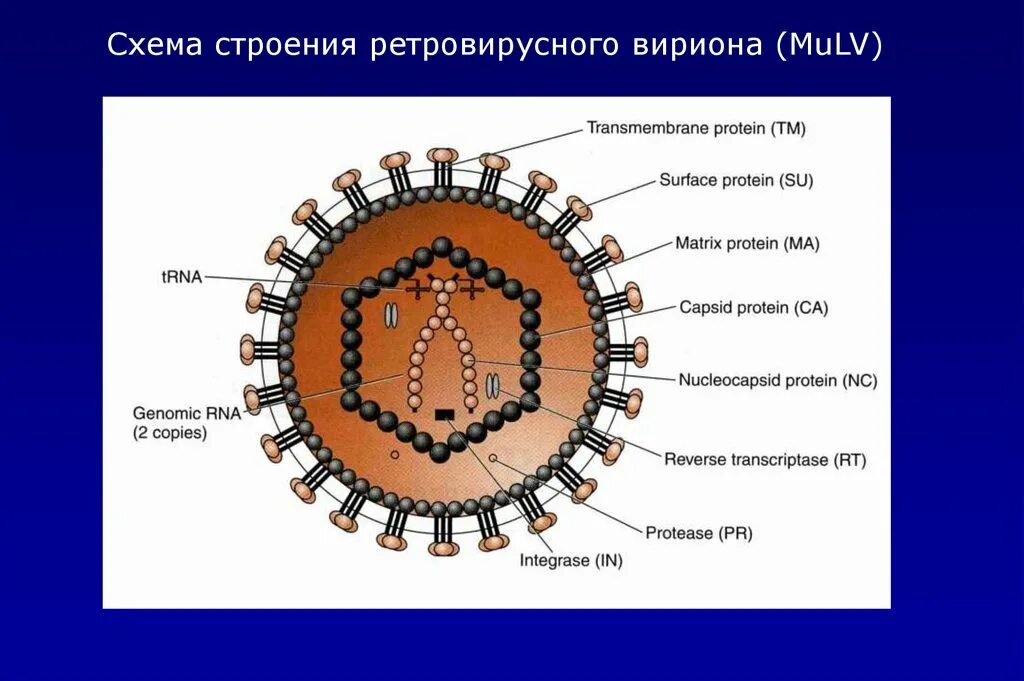 Вирион ретровирусов. Ретровирусы строение вириона. Строение вирусной частицы вириона. Схема строения вируса (вириона).