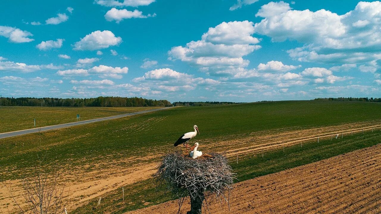Аисты в белоруссии. Мой родны кут як ты мне мілы. Аист над беларусью. Птицы (le peuple migrateur). Картинки зямля пад белыми крылами караткевич.