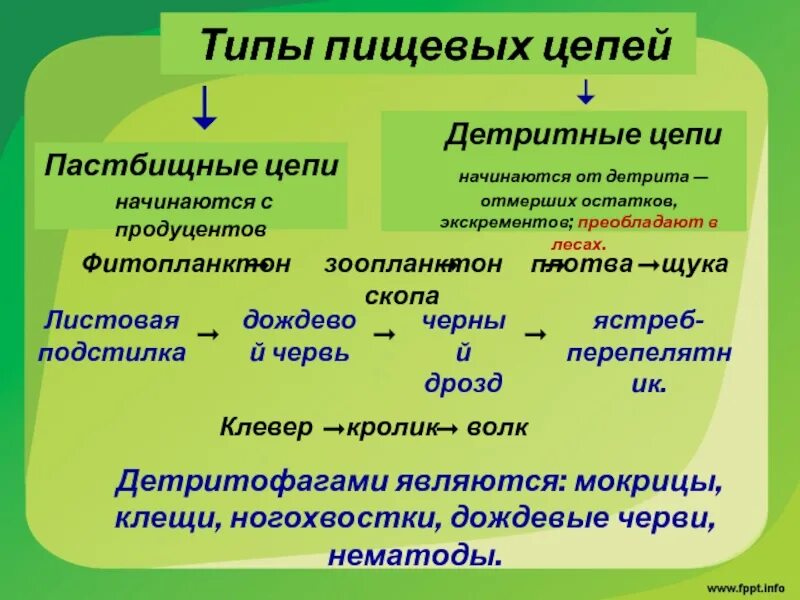 Цепь питания пастбищная и детритная примеры. Типы пищевых цепей. 2 типа цепей питания. Цепи разложения (или детритные). Типы пищевых цепей.