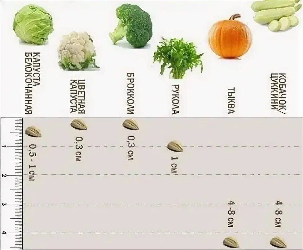 На каком расстоянии сажать семена. Глубина посева семян овощей таблица. Глубина посадки семян. Глубина посадки овощей. Глубина посадки семян разных овощей.