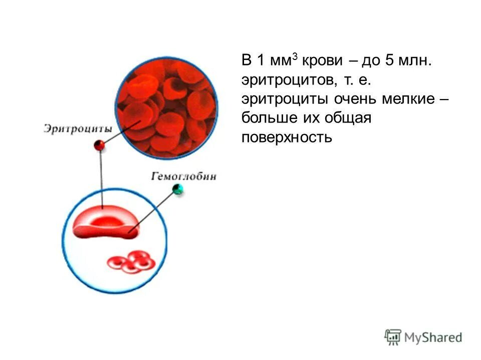 Строение эритроцитов. Строение эритроцитов в крови. Эритроциты схема. Эритроциты млн.