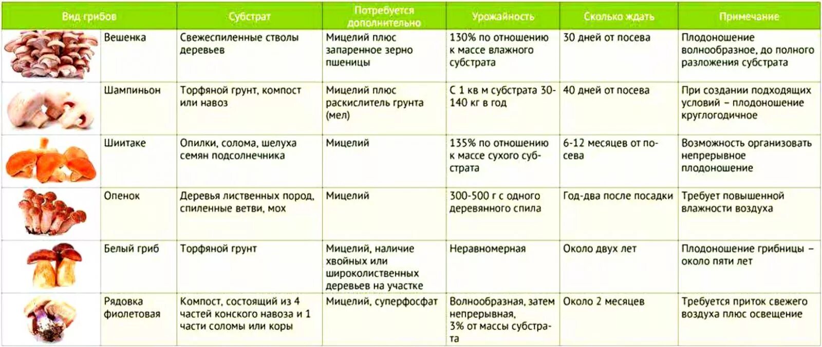 Культивируемые грибы и условия выращивания