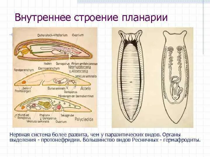Каких органов нет у планарии. Каких органов нет у планарии