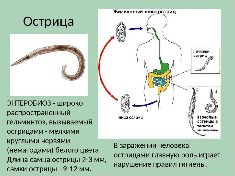 Энтеробиоз является
