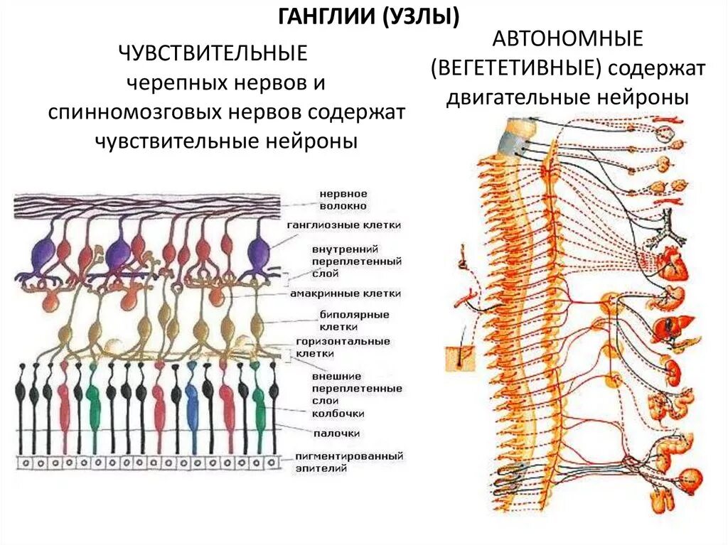 Нервы и нервные узлы строение. Строение спинномозгового ганглия. Строение периферического нервного узла. Строение ганглия гистология.