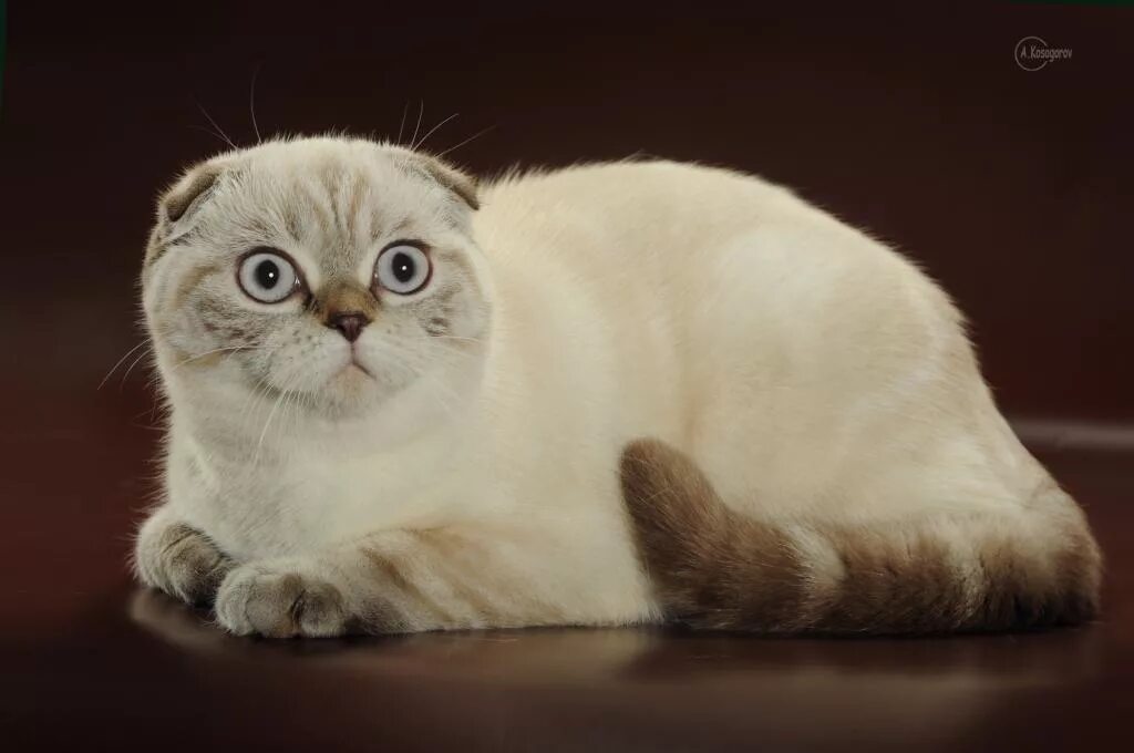 Порода кошек фолд. Скоттиш-фолд Шотландская. Шотландская вислоухая короткошерстная. Шотландская короткошёрстная кошка вислоухая. Скоттиш-фолд Шотландская прямоухая.
