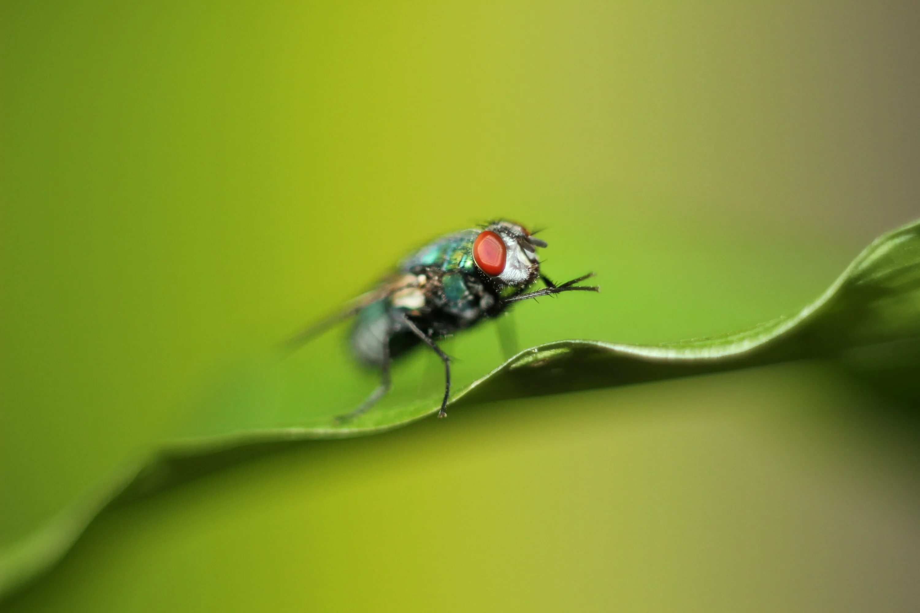 Fly green. Муха Грин Флай. Зеленая Муха. Муха на зеленом фоне. Муха зеленая блестящая.