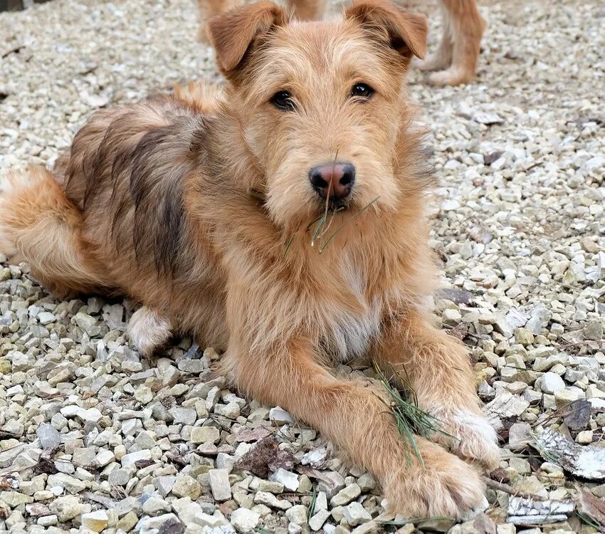 Йоркширский терьер двортерьер. Метис терьера фото. Ирландский терьер метис. Терьер волкодав. Метис терьера фото.