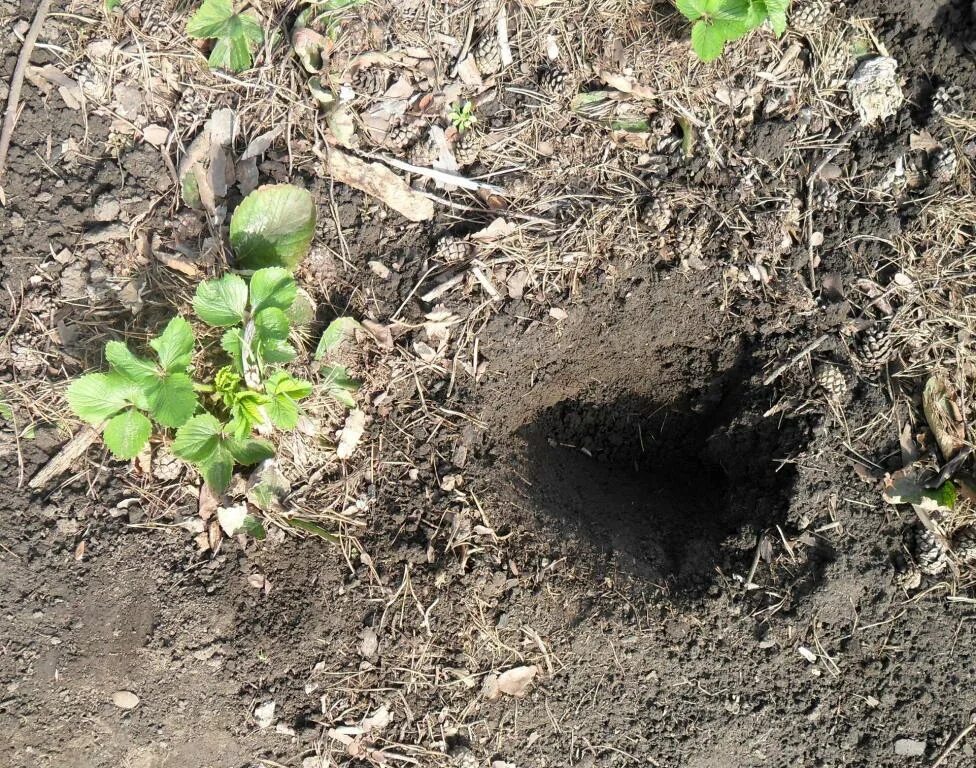 Дырки в земле на огороде что это. Ямка в земле. Лунка в земле. Ямка для посадки. Лунки для посадки.