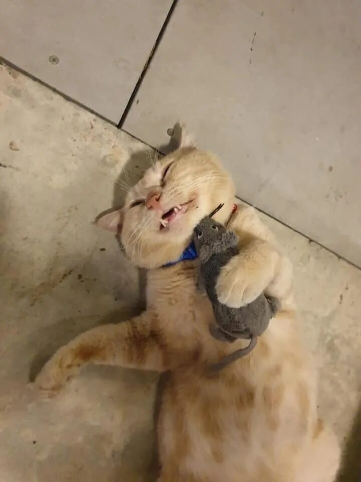 Кот который упал. Кот изображает голодный обморок. бешеный котенок. кот в обмороке с мышкой.