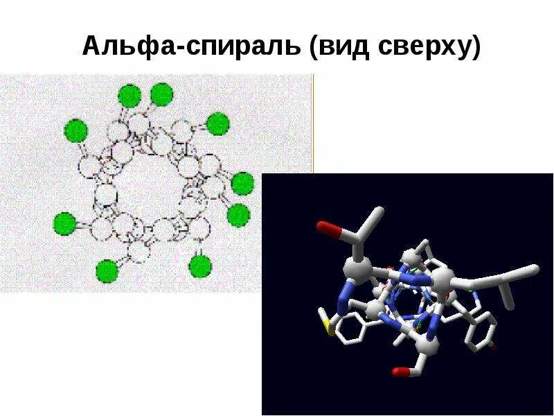 Биополимеры рнк. Альфа спираль. Альфа спираль белка. Форма Альфа спирали. Альфа спираль вторичной структуры.