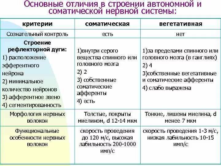 Соматический и вегетативный различия. Отличия соматической и вегетативной рефлекторных дуг. Вегетативная и соматическая рефлекторная дуга различия. Сравнительный анализ дуги соматического и вегетативного рефлексов. Сравнение вегетативных и соматических рефлекторных дуг.