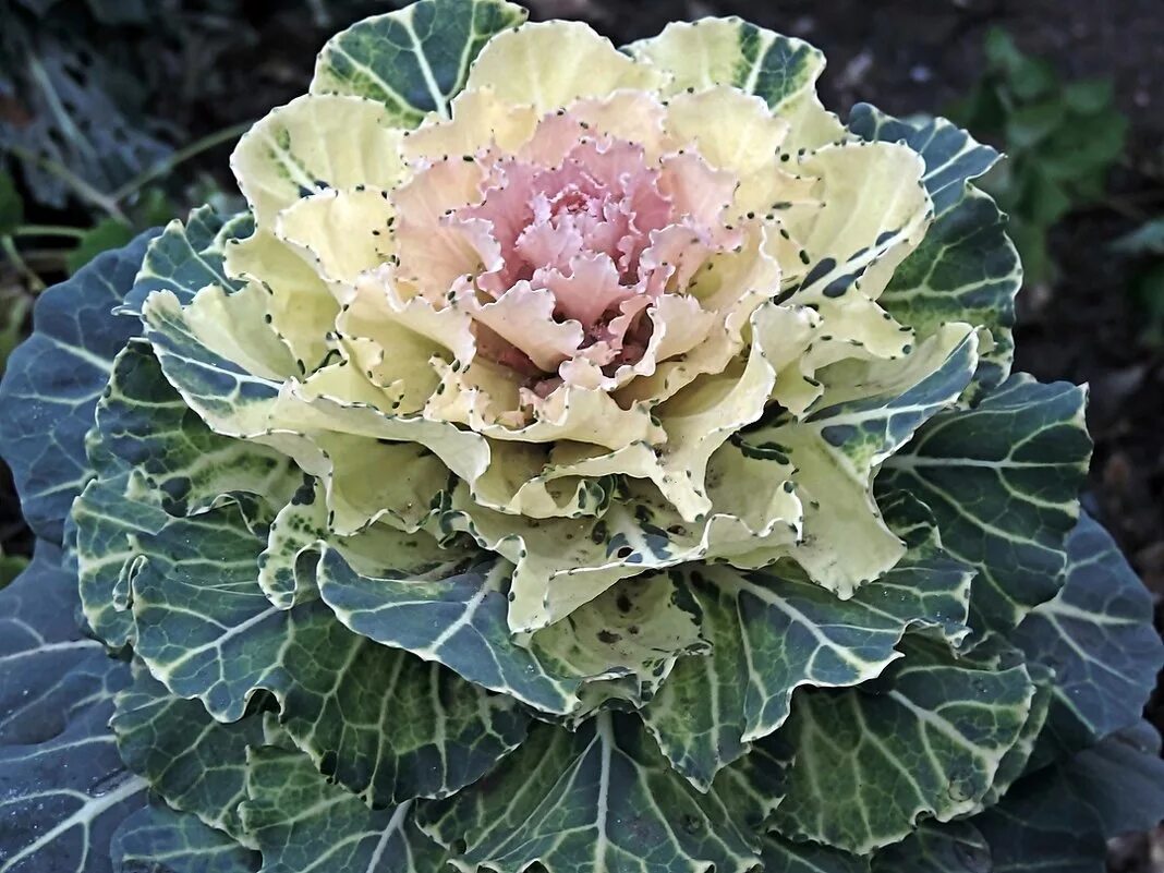 Ornamental cabbage Ornamental cabbage, Cabbage plant, Colorful flower pot