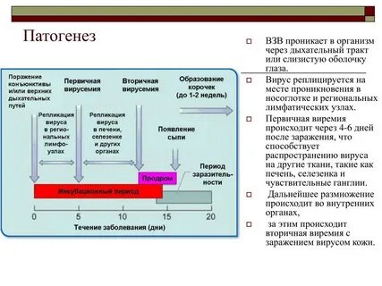 Патогенез ветряной оспы
