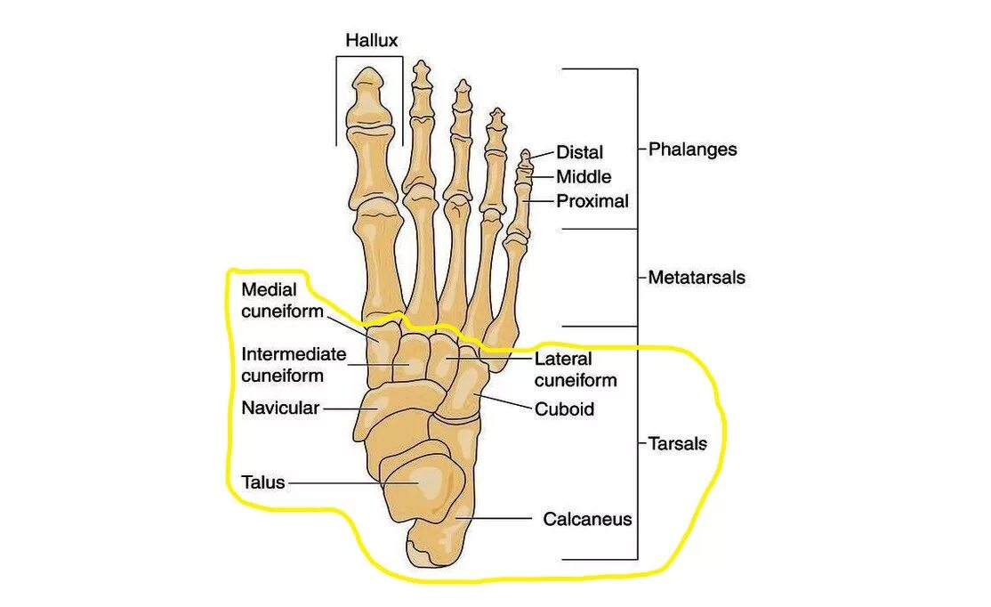 Основные фаланги стопы. Основная фаланга 5 пальца стопы анатомия. Кости плюсны анатомия. Кости плюсны стопы анатомия. Основание основной фаланги 1 пальца стопы.