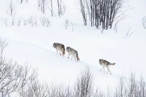 В стае в ту зиму ходила