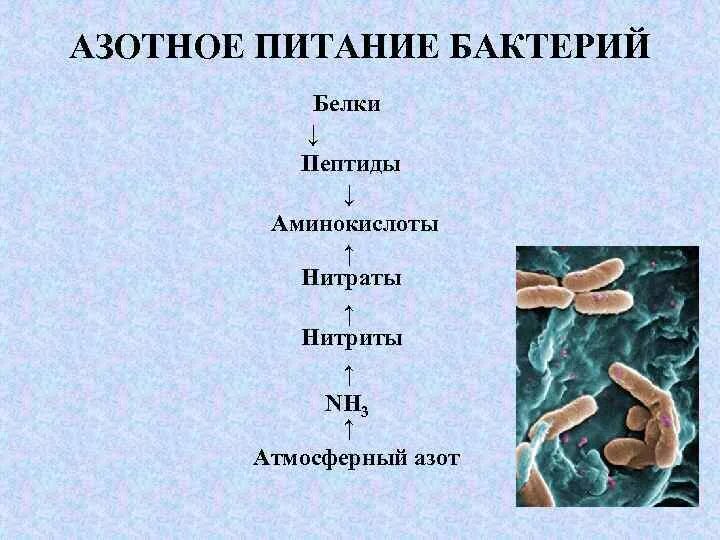 Питание клетки бактерии. Азотное питание бактерий. Азотное питание микроорганизмов. Аминокислоты для микроорганизмов. Белки бактерий.