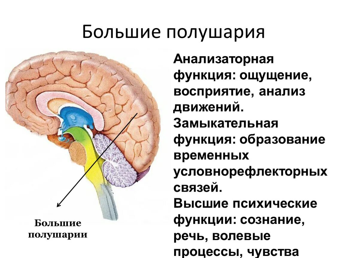Полушарии и их функции. Функции большого полушария. большие полушария функции. функции ощущение психические. функции ощущений.