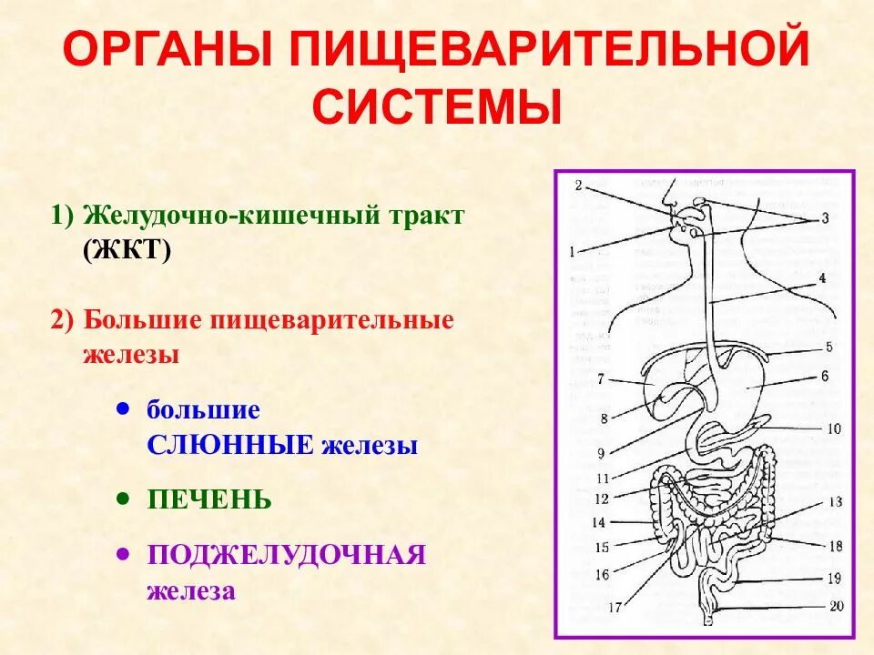 Органы и железы пищеварения схема. Железы пищеварительного тракта анатомия. Функции органов пищеварительной железы. Крупные железы пищеварительного тракта рисунок.
