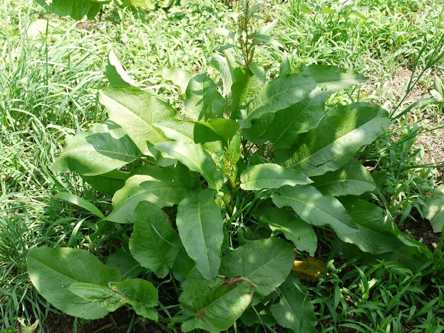 Щавель широколистный. Щавель берингийский. Желтый док (Rumex crispus). Щавель бледи док. Персик ракушка щавель у девушек пример