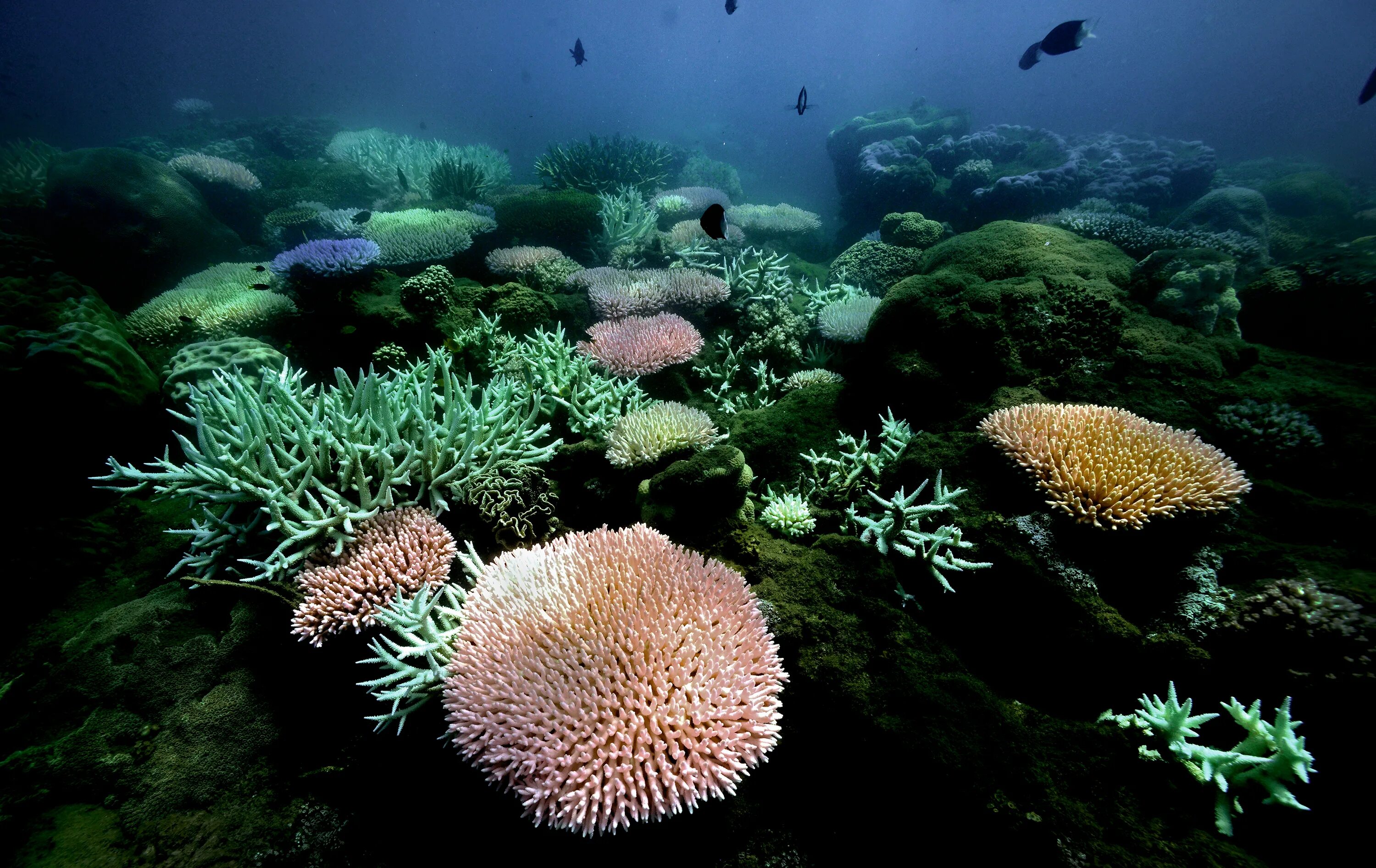 Great barrier reef corals. Большой Барьерный риф кораллы. Мягкие кораллы в большом барьерном рифе. Биогеоценоз большой Барьерный риф. Большой Барьерный риф эндемики.