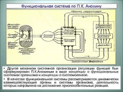 Функциональные системы животных