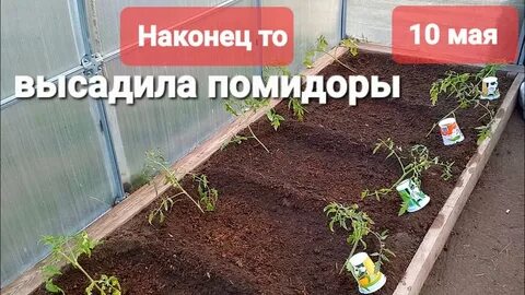 Высадка помидор в теплицу в мае благоприятные