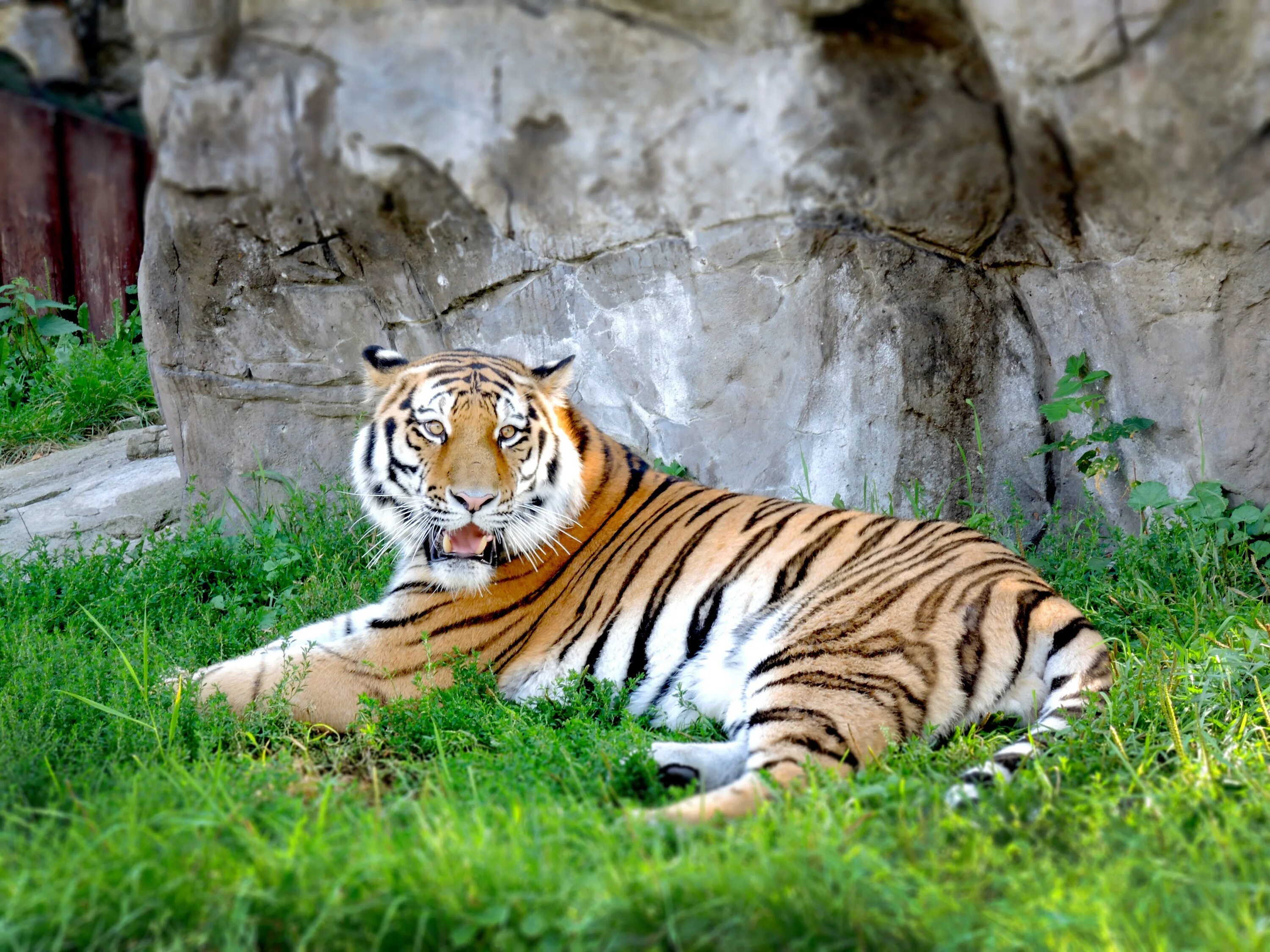 Тигр живут в зоопарке. Московский зоопарк тигр. Амурский тигр. Амурский тигр в Московском зоопарке. Тигр в зоосаде.