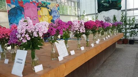 Выставка флоксов в москве