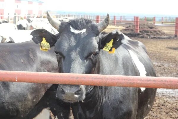 Колхоз марий эл. Республика марий эл сельское хозяйство. Колхоз марий эл. Сха колхоз. Хозяйство в республике марий эл.