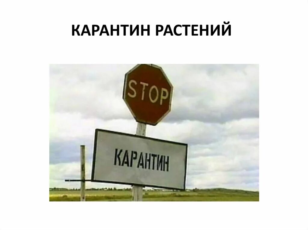 Карантин примеры. Карантин. обсервация и карантин презентация. карантин растений презентация. карантин и обсервация картинки.