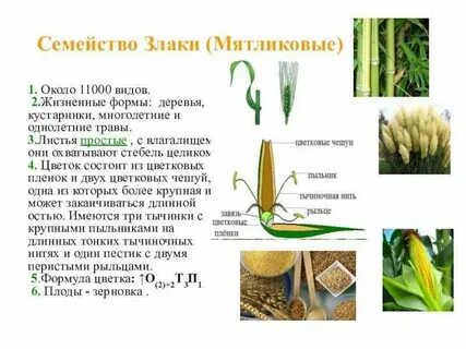 Класс однодольные злаковые
